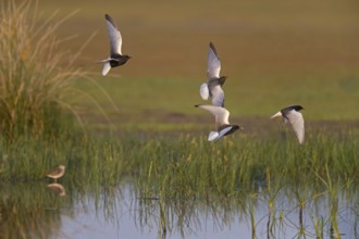 Weißflügelseeschwalbe, White-winged Black Tern, White-winged Tern, Chlidonias leucopterus,