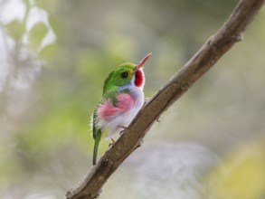 Cuban Tody (Todus multicolor) perched on a branch, Cuba, Central America
