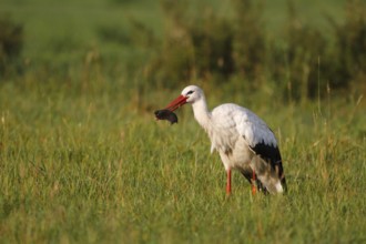 White Stork (Ciconia ciconia) catching a mole, North Rhine-Westphalia, Germany, Europe