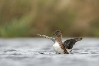 Eurasian Wigeon (Mareca penelope) female, Utrecht, Netherlands