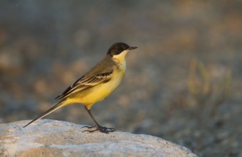 Western Yellow Wagtail (Motacilla flava feldegg), Cyprus, Europe