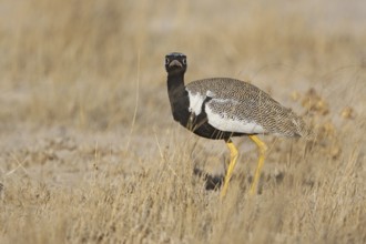 Southern Black Korhaan (Afrotis afra) male, Oshikoto, Namibia, Africa