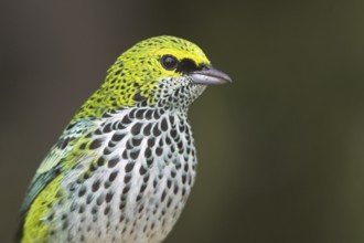 Speckled Tanager (Tangara guttata), Costa Rica, Central America