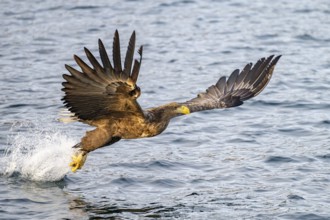White-tailed eagle (Haliaeetus albicilla), in flight, Lofoten, Norway, Europe