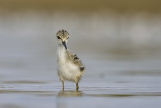 Black-winged Stilt (Himantopus himantopus) chick foraging, North Rhine-Westphalia, Germany, Europe