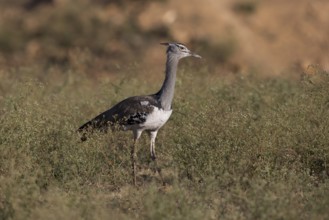 Kori Bustard (Ardeotis kori struthiunculus) male, Oromia, Ethiopia, Africa