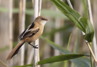 Bearded Reedling (Panurus biarmicus) juvenile, Mecklenburg-Western, Pomerania, Germany, Europe