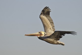 Brown Pelican (Pelecanus occidentalis), California, USA, North America