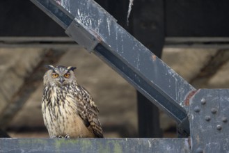 Uhu (Bubo bubo), Eagle Owl, Altvogel, Juni, Zeche Ewald, Herten, Ruhrgebiet, Nordrhein-Westfalen,
