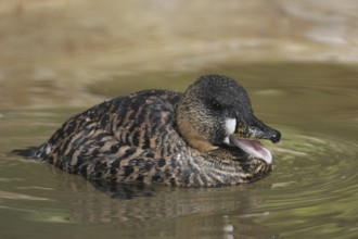 White-backed Duck (Thalassornis leuconotus), California, USA, North America