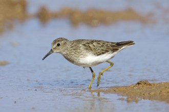 Least Sandpiper Calidris minutilla Gilbert, Arizona, United States 16 March Adult Scolopacidae
