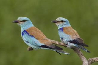 European Roller (Coracias garrulus), Hajdu-Bihar, Hungary, Europe