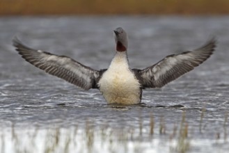 Sterntaucher (Gavia stellata)