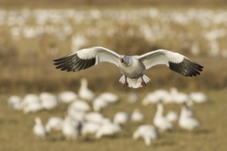 Snow Goose (Anser caerulescens), New Mexico, USA, North America