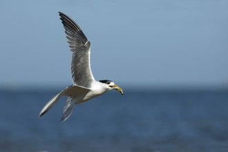 Greater Crested Tern (Thalasseus bergii) flying with fish in beak, Victoria, Australia, Oceania