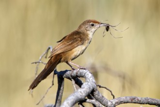 Spinifexbird (Megalurus carteri) with insect prey, Western Australia, Australia, Oceania