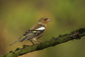 Common Chaffinch (Fringilla coelebs) male, Utrecht, Netherlands