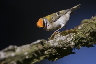 Firecrest - Sommergoldhähnchen - Regulus ignicapilla ssp. ignicapilla, Germany, Europe