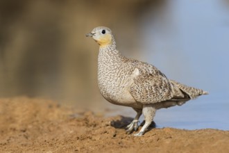 Crowned Sandgrouse (Pterocles coronatus) female, Negev, Israel, Asia