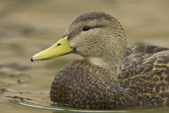 Mexican Duck (Anas diazi), New Mexico, USA, North America