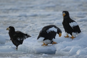 Steller's Sea Eagle (Haliaeetus pelagicus), Hokkaido, Japan, Asia