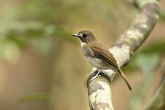 Grey-chested Jungle Flycatcher (Cyornis umbratilis) perched on a branch, Johor, Malaysia, Asia