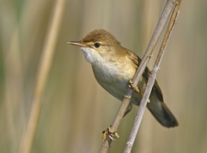 Eurasian Reed Warbler (Acrocephalus scirpaceus), Vila Franca de Xira, Portugal, Europe