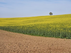 Small lime tree (Tilia), standing in a field of flowering rape, Winterschwil, Freiamt, Canton