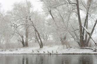 Winter landscape by a river, Canada geese (Branta canadensis) on the bank in heavy snowfall, North
