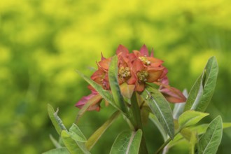 Himalayan spurge (Euphorbia griffithii), Emsland, Lower Saxony, Germany, Europe