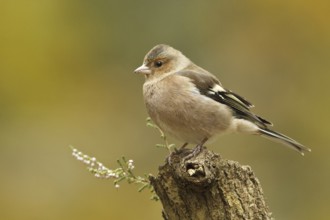 Common Chaffinch (Fringilla coelebs) male, Rhineland-Palatinate, Germany, Europe