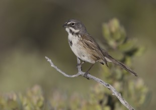 Bell's Sparrow (Artemisiospiza belli), California, USA, North America