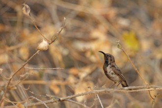 Dusky Sunbird (Cinnyris fuscus), Namibia, Africa