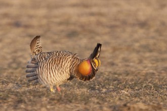 Greater Prairie Chicken (Tympanuchus cupido) male displaying, Wisconsin, USA, North America