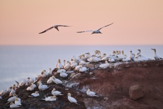 Northern gannet (Morus bassanus) flying over the colony on the cliffs at sunset, wildlife,