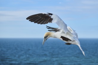 Northern gannet (Morus bassanus) flying over the sea, landing, wildlife, Helgoland, Germany, Europe