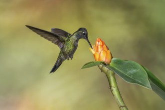 Admirable Hummingbird (Eugenes spectabilis), Costa Rica, Central America