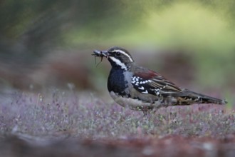Chestnut Quail-thrush (Cinclosoma castanotum) male, New South Wales, Australia, Oceania