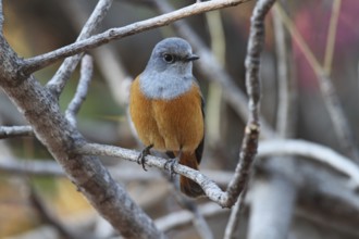 Forest Rock Thrush (Monticola sharpei) male, Isalo, Madagascar, Africa