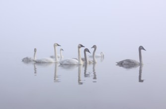 Trumpeter Swan (Cygnus buccinator), Michigan, USA, North America