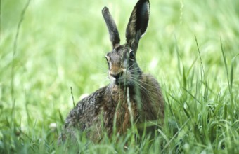 European brown hare (Lepus europaeus) sitting securely in the grass of a meadow, North