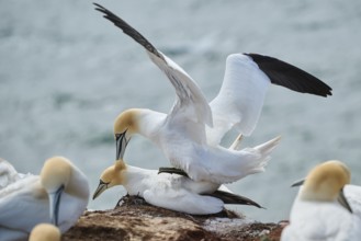 Northern gannet (Morus bassanus) couple having a love game on the cliff, wildlife, Helgoland,