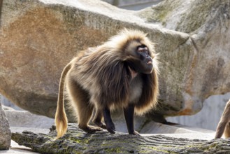 Djelada, blood-breasted baboon (Theropithecus gelada) at Wilhelma. Stuttgart Zoological and