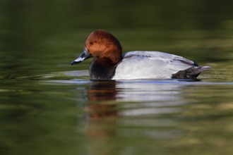 Common Pochard (Aythya ferina) male, Asturias, Spain, Europe
