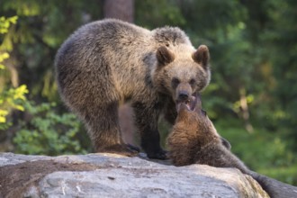 Eurasian Brown Bear (Ursus arctos) two fighting in forest, Finland, Europe
