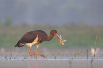 Black Stork (Ciconia nigra) juvenile with fish prey in beak, Tiszaalpár, Hungary, Europe