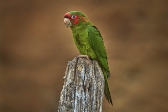 Mitred parakeet, Psittacara mitratus, red green parrot sitting on the tree trunk in the nature