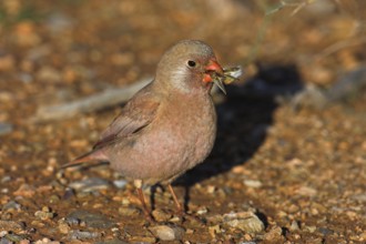 Trumpeter Finch (Bucanetes githagineus), Morocco, Africa