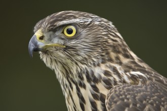 Northern Goshawk (Accipiter gentilis) juvenile, Lower Saxony, Germany, Europe