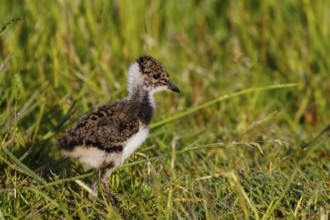Northern Lapwing (Vanellus vanellus) chick, Netherlands
